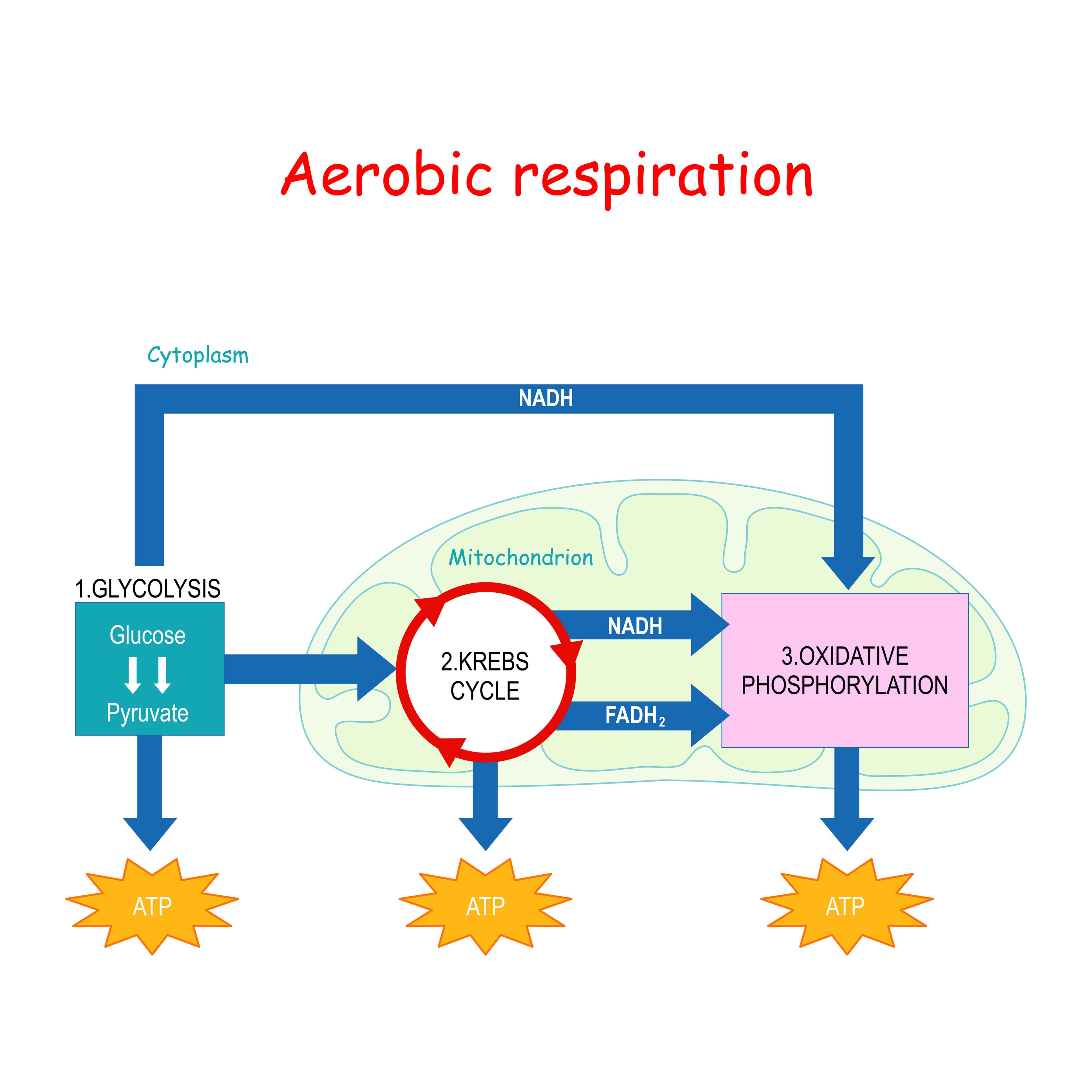 Glykolyse og aerobisk respirasjon
