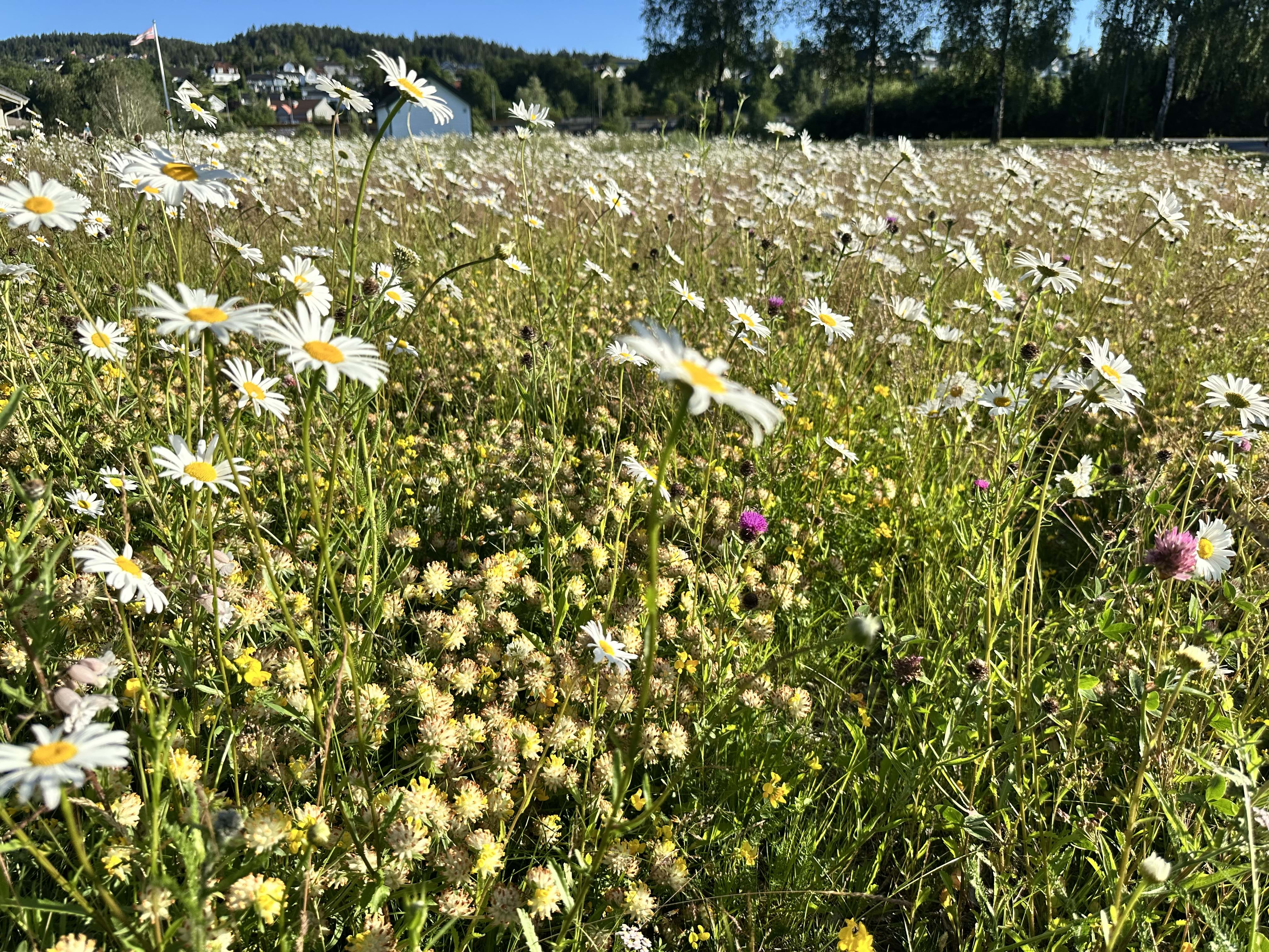 Pollinatorpark Lillestrøm