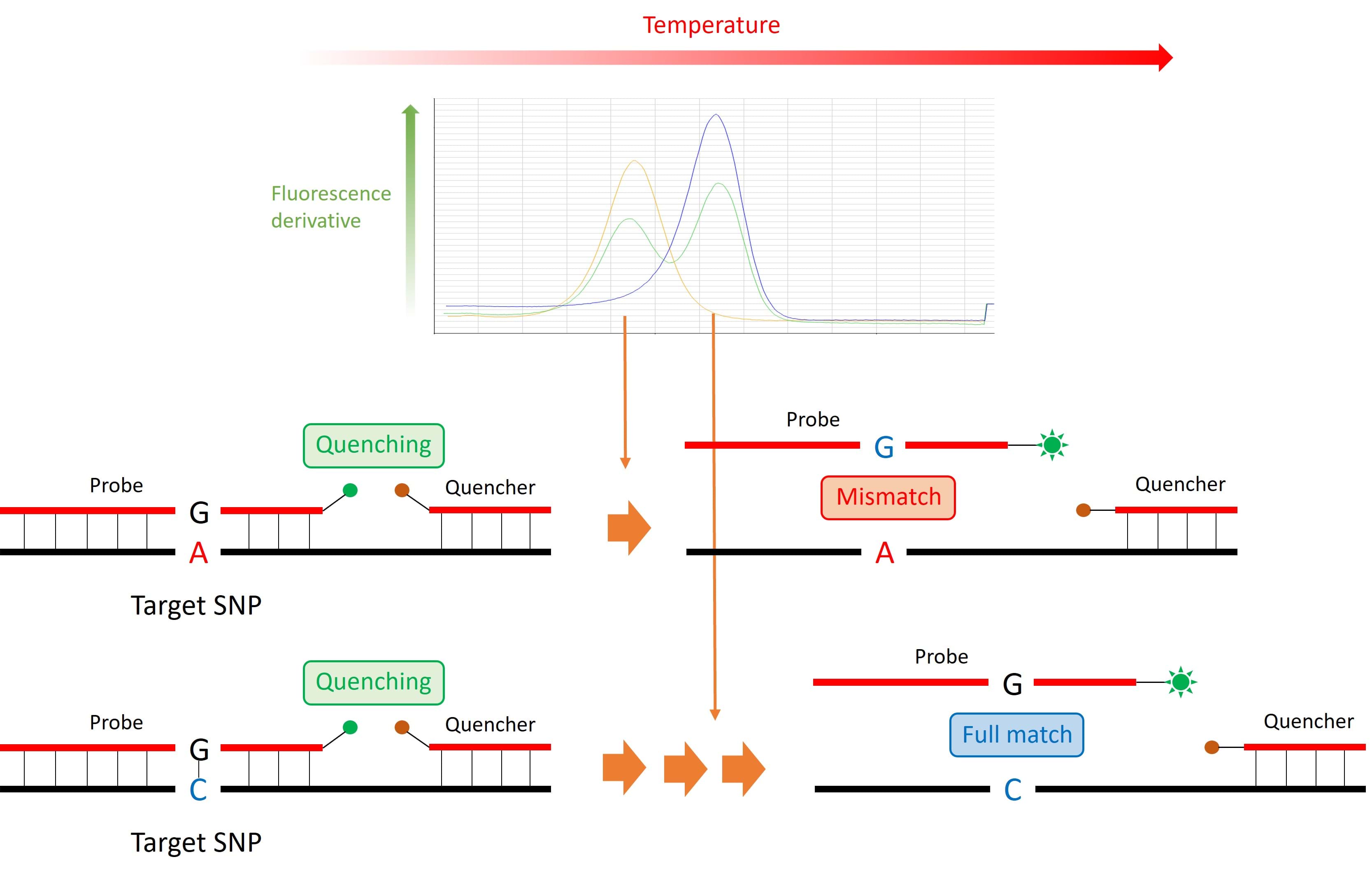 DPYD-genotyping: En viktig del av trygg kreftbehandling